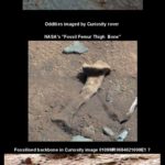 5. Mars fossils and artefacts