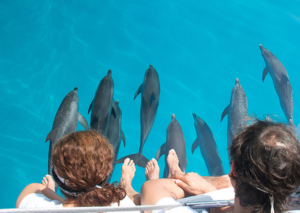 Dolphins under our flippers at the side of the boat